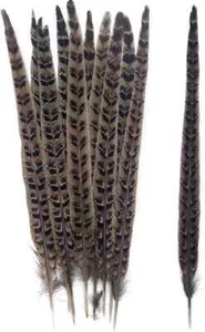 20Pcs Natural Pheasant Feathers Pheasant Tails 10-12" for Crafts Hats Decor Cost - Picture 1 of 6