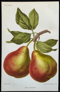 1864 - Pear Beurré Of Sterckmans - engraving IN Colors Of Fruits - Pomology - Bild 1 von 3