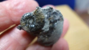 GEOLOGICAL ENTERPRISES Jurassic fossil ammonite Grammoceras striatulum England - Picture 1 of 6