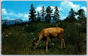 Postcard Mule Deer Canadian Rockies Parks G Morris Taylor - Foto 1 di 2