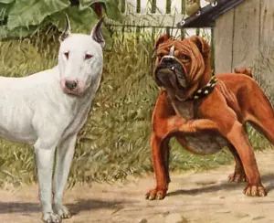 Bull Terrier, Bulldog inglese piatto libro originale arte Nat. Geografico c. 1940 - Foto 1 di 3
