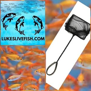45+ Live Fish Goldfish (SMALL)GUARANTEE ALIVE (FREE Shipping And Fish Net)