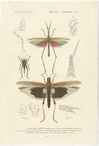 Antique Print of Various Insects including a Grasshopper - Picture 1 of 1