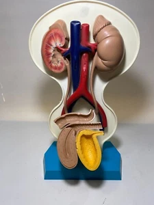 Vintage Advertising Septra Urinary Tract Model Display Advertising Replicas Inc - Picture 1 of 13