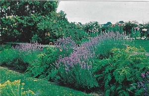 Cartolina d'epoca fiore cromato erbe giardino lavanda serie #9 sala orticoltura - Foto 1 di 2