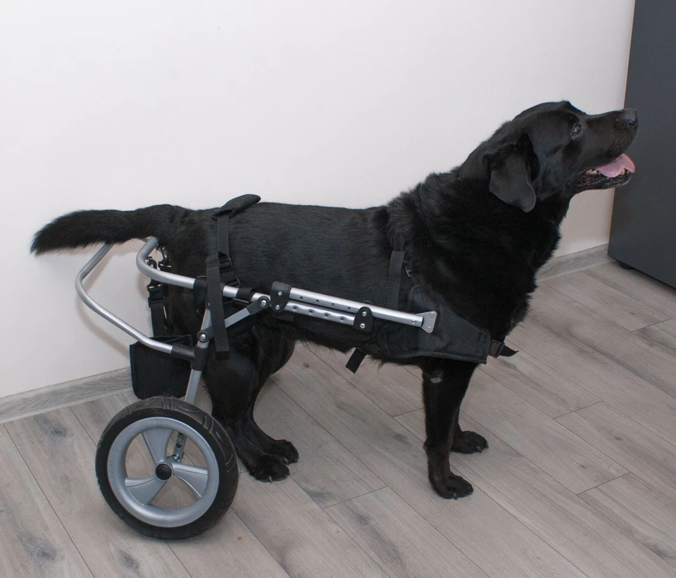 The Handicapped Dog Trolley Size XS-XXL - Image 1 of 3