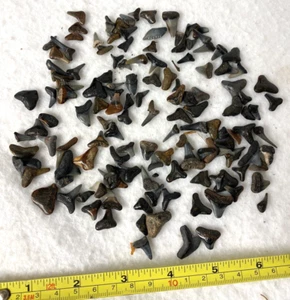 ¡DIENTES DE TIBURÓN FOSILIZADOS! LOTE DE 10 DIEZ, PREHISTÓRICOS, NEGROS, MARRONES, ARTESANÍAS, REGALO, PAQUETE:) - Imagen 1 de 3