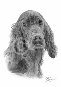 RED SETTER art pencil drawing print A4 size by UK artist Pet Portrait - Picture 1 of 1