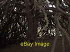 Photo 6x4 Whittingehame Yew Luggate Burn Yew under which the plotters, Ar c2008