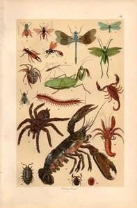 1890 WAGNER CHROM Mantis,Libelle,Skorpion,Hummer,Tarantel,Cricket,... - Bild 1 von 3