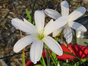 Rain Lily, Zephyranthes Cookie Cutter Moon, 3 bulbs, VERY RARE, habranthus - Picture 1 of 6