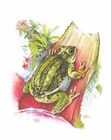 Beutelfrösche Laubfrösche Froschlurche - Kunstdruck-Bild - 25,5 x 17,5 cm