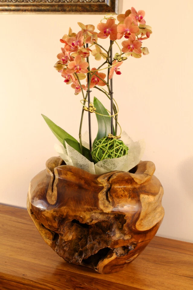 Holz Übertopf Wurzelholz Blumentopf Teak Schale Orchideen Topf Dekoration Schale - Bild 1 von 4