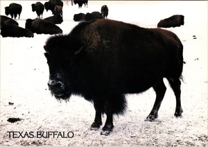 Vintage Postcard-Texas Buffalo, Scenic Outside, Unposted  - Picture 1 of 2