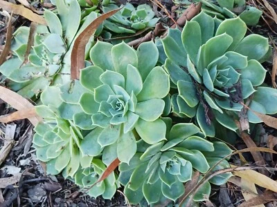 'Blue Echeveria' Plant Echeveria Secunda Booth Ex Lindl Cutting Succulent Cacti  - Image 1 of 4