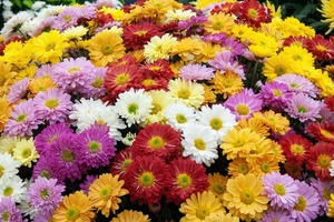 NATURAL MOSQUITO FLY AND SPIDER REPELLER PLANT SEEDS NATURAL PEST CONTROL EASY - Bild 1 von 9