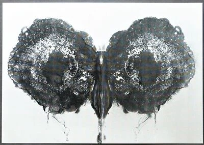 Otto Piene  " BUTTERFLY SILVER " Serigraphie - Siebdruck 1977 - Bild 1 von 2