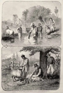 Pond Washing Sheep Before Shearing - Old Fashioned Sheep Shearing 1868 Prints - Picture 1 of 1
