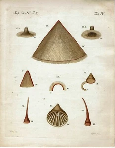 IMPRESIONES A MANO DE MUSGOS Y SUS ESTRUCTURAS JOHANN HEDWIG 1782 - ELIGE - Imagen 1 de 12