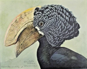 1926-30 Sonderveröffentlichung Louis Fuertes Nashornvogeldruck Abessiniervogel - Bild 1 von 8