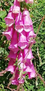 SAMEN der rote Fingerhut Digitalis purpurea bringt Farbe in Ihren Blumengarten ! - Bild 1 von 1