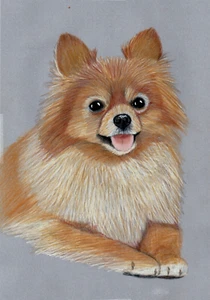 Original colour pencil artwork Art picture Adorable Happy Tiny Pomeranian dog - Picture 1 of 3