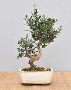 Bonsai, Wildolive (Olea europaea 'sylvestris') 25066 | Bonsai-Garten-Müller - Bild 1 von 2