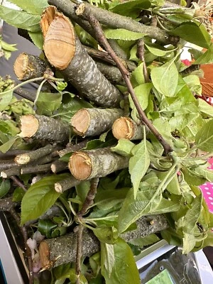 Apfel 🍎 🍏 Äste, Zweige Nager, Pferde, BIO,Bastelholz Knabberholz 800Gramm - Bild 1 von 4