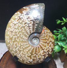 231g Rare Natural polishing conch ammonite fossil specimens of Madagascar 127