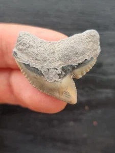 Dente grigio di squalo tigre 2,9 cm - dente di squalo fossile - Foto 1 di 3