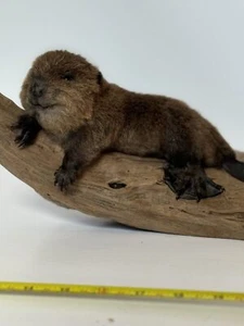 Beautiful Adorable Baby Beaver Kit Taxidermy Mount Art Wildlife #1 - Picture 1 of 9