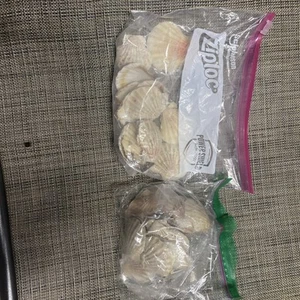 Muscheln Pecten Radula bunt STÜCK SET 1,5" - 3,5" echte Muschel - Bild 1 von 4