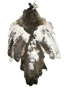 Piede di pavone gallina pavone/pelle blu indiana (PEAF-12) - Foto 1 di 1