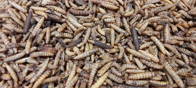 1 Kg SOLDATENFLIEGENLARVEN Hermetia Illucens - Black Soldier Flay wie Mehlwürmer - Bild 1 von 4