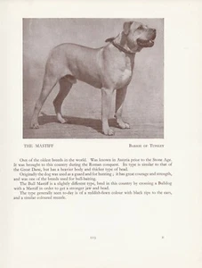 MASTIFF OLD VINTAGE 1934 NAMED DOG PRINT PAGE  - Picture 1 of 1