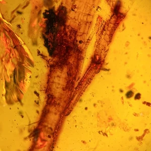 LIZARD REMAINS in Burmese / Burmite amber fossil / 100% genuine amber  - Picture 1 of 5