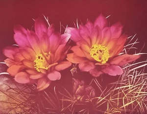  Lee Trenton Fishhook Cactus Ltd Ed Lithographie, nummeriert/handsigniert  - Bild 1 von 2