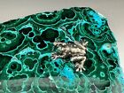 537 Gr.  Malachite/Chrysocolla Slab  Sterling Silver Frog Paperweight -Fabulous!