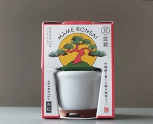 Mini BONSAI HACO MAME BONSAI AKAMATSU Growing Gardening Kit From Japan - Picture 1 of 9