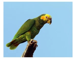"Loro de cara amarilla - 8x10 impresión fotográfica en 8,5"" x 11" - Imagen 1 de 1