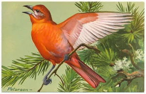 Tanager hepático - Peterson Birds - Federación Nacional de Vida Silvestre 1957 - Imagen 1 de 2