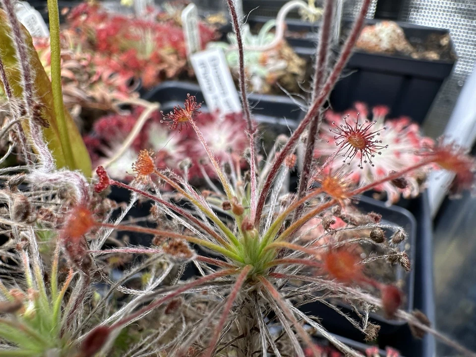 Drosera paradoxa "NT Form" plantas carnívoras semillas de rocío solar 25+ por pedido Foto 1 de 2