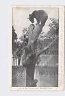 PPC Postcard MA Massachusetts Springfield Forest Park Cubs At Play Undivided Bac