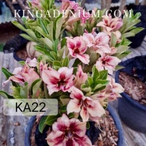 100 SEEDS ADENIUM OBESUM DESERT ROSE KA22 FRESH NEW HYBRID BEST SELLING RARE - Picture 1 of 8