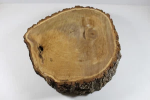 Elm "Cookie" 14"x4" - Project Wood - Picture 1 of 4