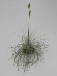 Tillandsia argentea var. fuchsii - Zimmerpflanze Tillandsien Bromeliengewächs - Bild 1 von 4