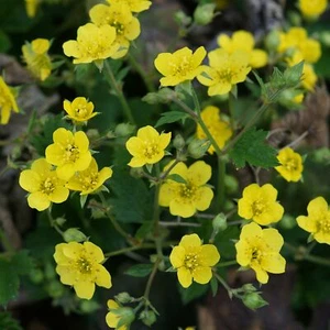  Horstige Ungarwurz Waldsteinia geoides - Bodendecker Waldsteinie Stauden - Bild 1 von 1