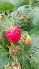 Himbeere rot Himbostar im Container Rubus idaeus rote Früchte 1 Stück