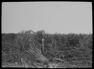 CUTTING FLAX NEW ZEALAND C1913 Magic Lantern Slide PHOTO - Picture 1 of 3