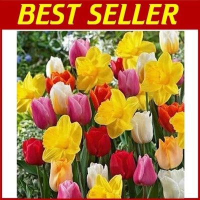 Mezcla de narciso tulipán floreciente de primavera - 100 bombillas Foto 1 de 4